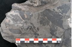 Foto (Detailansicht) von Dioonites permaeformis Schenk (NHMW-GEO-2024-0188-10643)